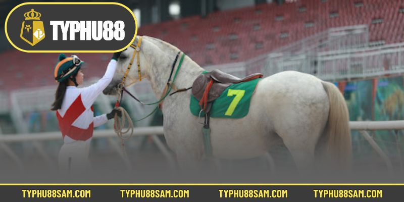 Hướng dẫn đua ngựa và các loại cược phức tạp