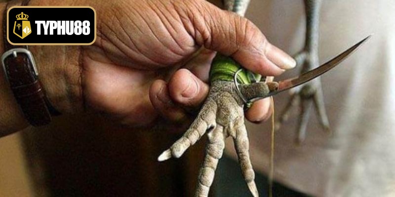 Chiến thuật soi kèo mang lại thành công