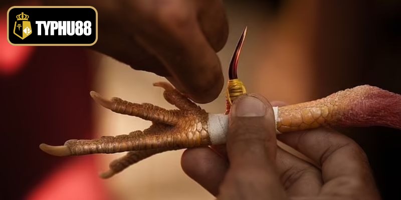 Hiểu rõ hơn về đá gà cựa dao