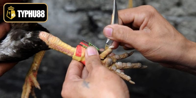 Trải nghiệm không gian cá cược chuyên nghiệp